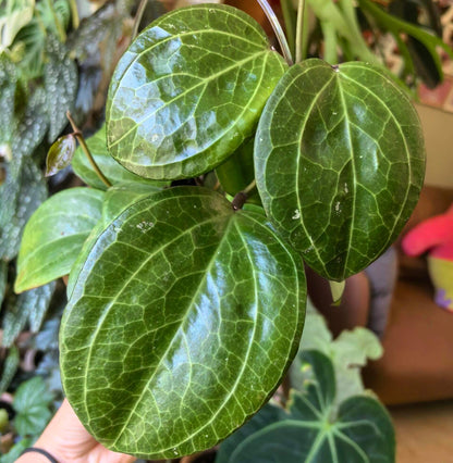 Hoya latifolia sp. Sarawak originates from the lowland rainforests of Sarawak in Malaysian Borneo and is a large-leaved epiphytic or hemi-epiphytic climber capable of twining or hanging. It features very broad, leathery ovate to obovate leaves with strong venation that can exceed 20 cm in size, and its vigorous growth habit benefits from support as the plant matures.