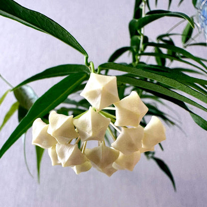 Hoya leucantha is a rare epiphytic Hoya native to New Guinea, where it grows in wet tropical habitats. It is a distinctive collector species with fleshy foliage and a graceful climbing growth habit. The species produces attractive clusters of small, waxy flowers with pale coloration, creating a delicate contrast against its green foliage. Its rarity in cultivation and New Guinean origin make Hoya leucantha an interesting addition to specialist Hoya collections.