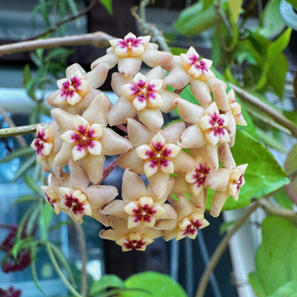 Hoya limoniaca is an attractive climbing Hoya known for its thick, glossy foliage and fragrant flowers with a fresh lemon-like scent.