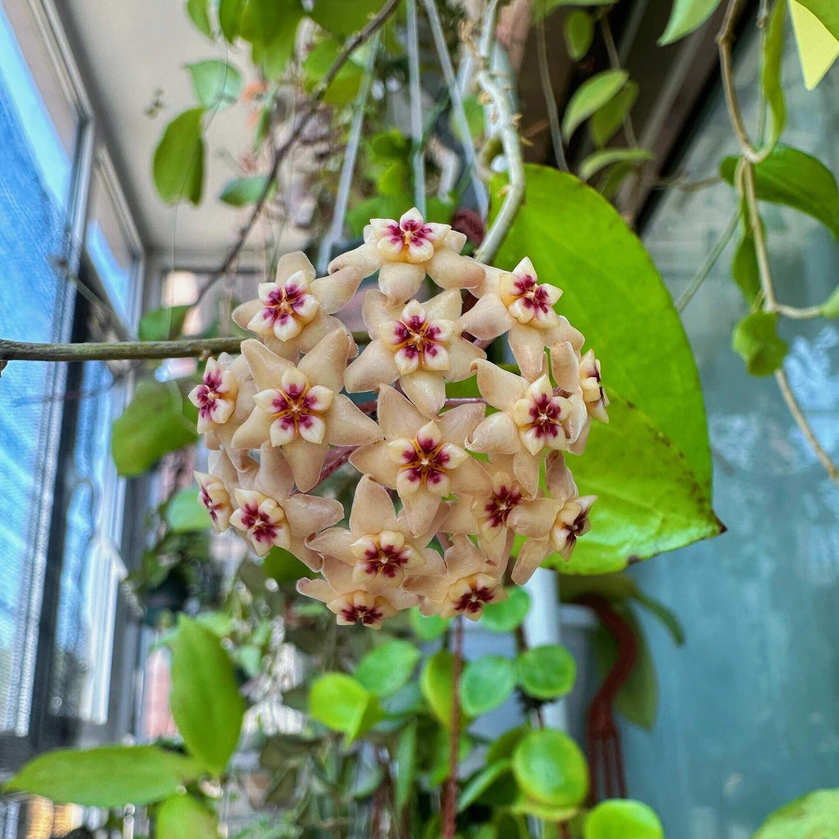 Hoya limoniaca is an attractive climbing Hoya known for its thick, glossy foliage and fragrant flowers with a fresh lemon-like scent.