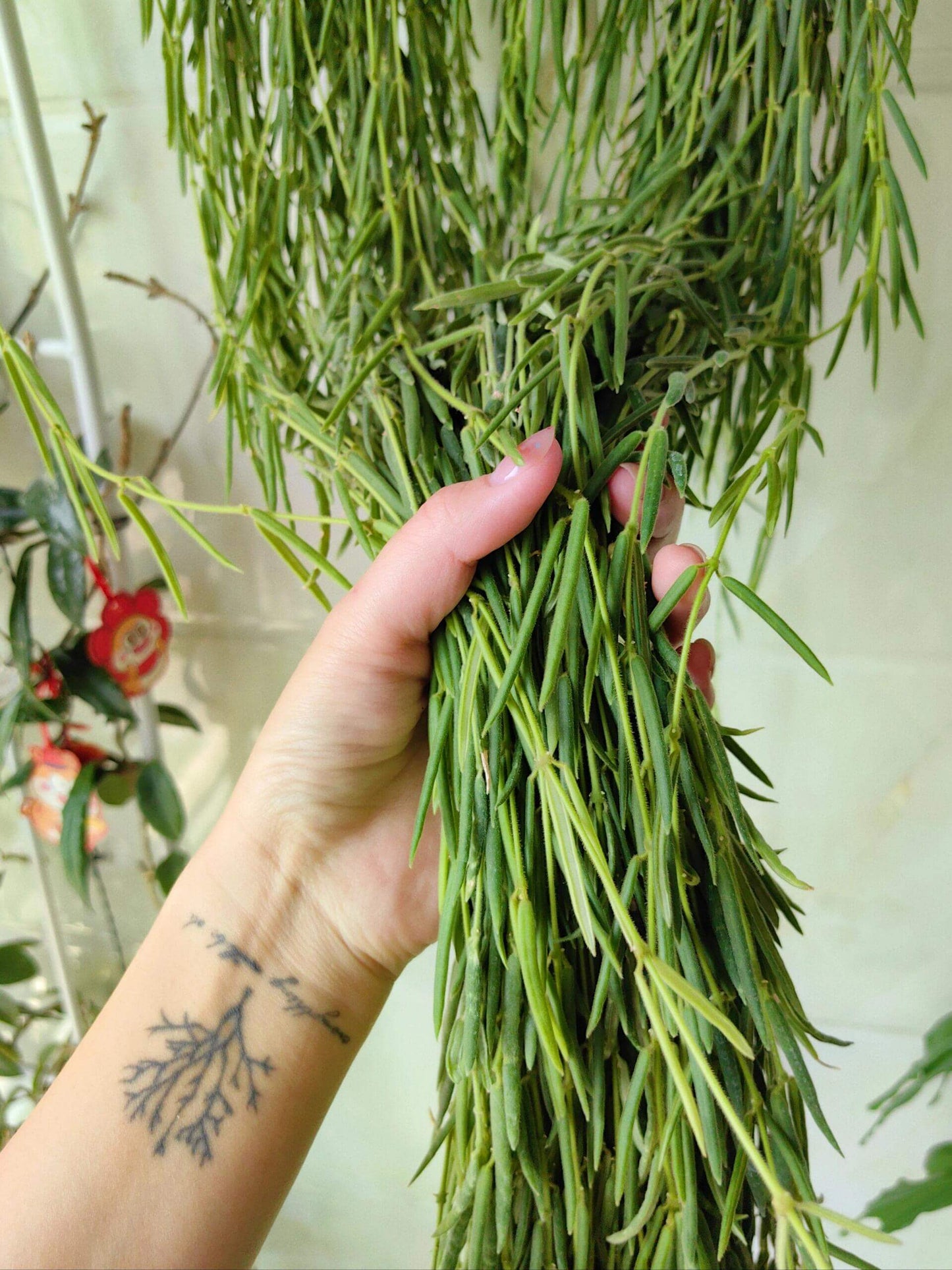 Hoya linearis is a distinctive trailing Hoya species native to the Himalayan region (including places like northern India, Bhutan, and Nepal) and is known for its soft, needle-like foliage and elegant trailing habit.