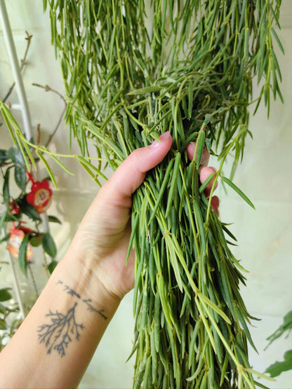 Hoya linearis is a distinctive trailing Hoya species native to the Himalayan region (including places like northern India, Bhutan, and Nepal) and is known for its soft, needle-like foliage and elegant trailing habit.