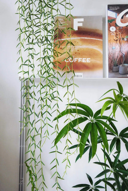 Hoya linearis is a distinctive trailing Hoya species native to the Himalayan region (including places like northern India, Bhutan, and Nepal) and is known for its soft, needle-like foliage and elegant trailing habit.