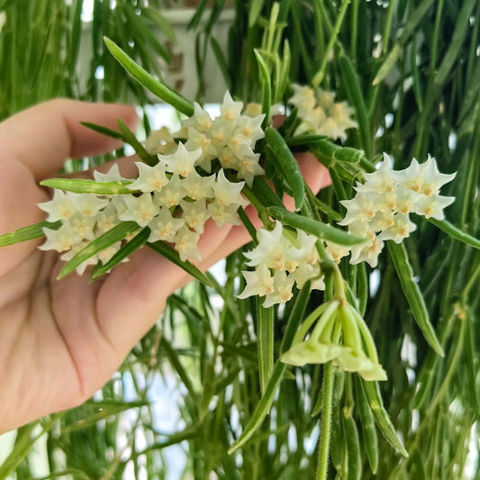 Hoya linearis is a distinctive trailing Hoya species native to the Himalayan region (including places like northern India, Bhutan, and Nepal) and is known for its soft, needle-like foliage and elegant trailing habit.