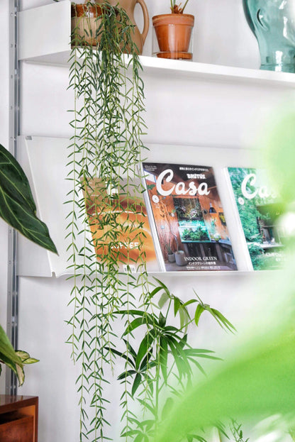 Hoya linearis is a distinctive trailing Hoya species native to the Himalayan region (including places like northern India, Bhutan, and Nepal) and is known for its soft, needle-like foliage and elegant trailing habit.