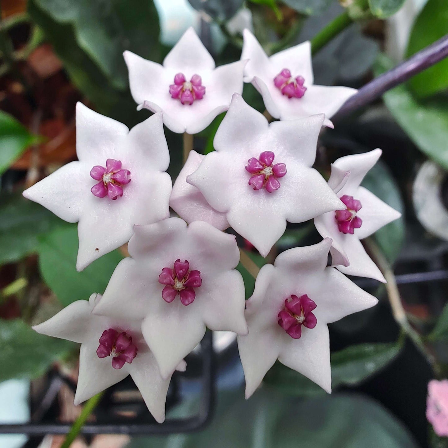 Hoya lithophytica is a rare and compact species of Hoya native to tropical Asia, particularly Thailand, known for its thick, smooth green leaves and tidy, lightly vining habit. It typically grows slowly and remains relatively small compared with many other Hoya species, making it appealing for collectors and indoor growers with limited space.