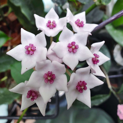 Hoya lithophytica is a rare and compact species of Hoya native to tropical Asia, particularly Thailand, known for its thick, smooth green leaves and tidy, lightly vining habit. It typically grows slowly and remains relatively small compared with many other Hoya species, making it appealing for collectors and indoor growers with limited space.