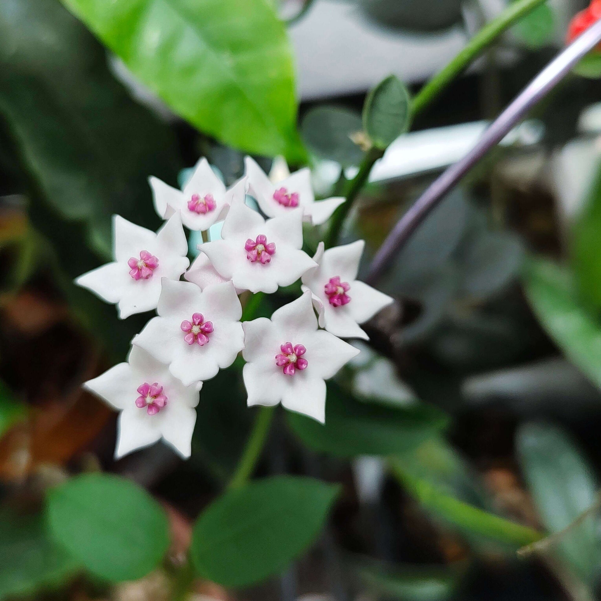Hoya lithophytica is a rare and compact species of Hoya native to tropical Asia, particularly Thailand, known for its thick, smooth green leaves and tidy, lightly vining habit. It typically grows slowly and remains relatively small compared with many other Hoya species, making it appealing for collectors and indoor growers with limited space.