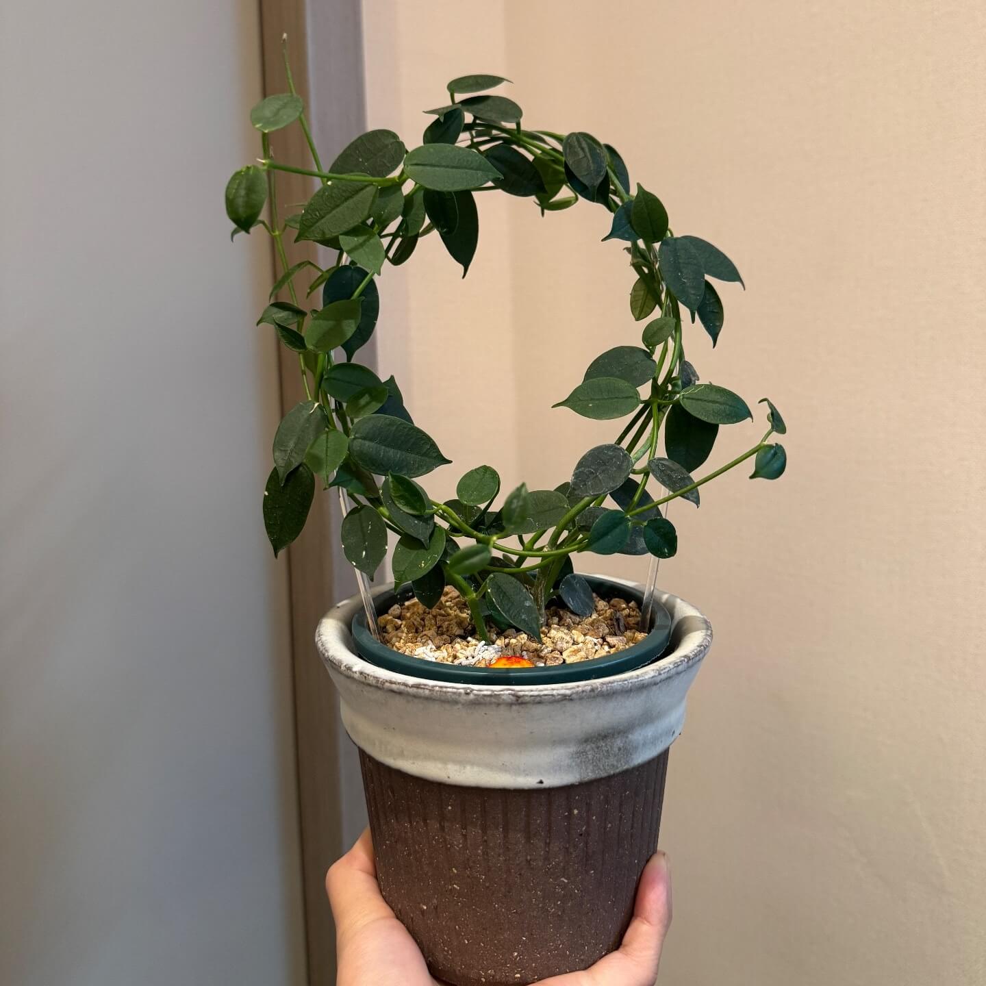 Hoya lithophytica is a rare and compact species of Hoya native to tropical Asia, particularly Thailand, known for its thick, smooth green leaves and tidy, lightly vining habit. It typically grows slowly and remains relatively small compared with many other Hoya species, making it appealing for collectors and indoor growers with limited space.