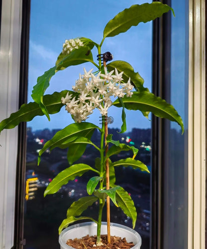 Hoya lockii V.T.Pham & Aver. is a rare Hoya species native to central Vietnam, where it grows as an epiphyte in wet tropical evergreen forests at around 1,000 m elevation. Unlike many climbing Hoyas, Hoya lockii has upright, non-climbing stems reaching about 40–80 cm. It has slightly succulent, leathery elliptic to narrowly obovate leaves with prominent veins. The plant produces umbels of approximately 8–25 flowers, with fleshy, glossy white to opalescent corollas.