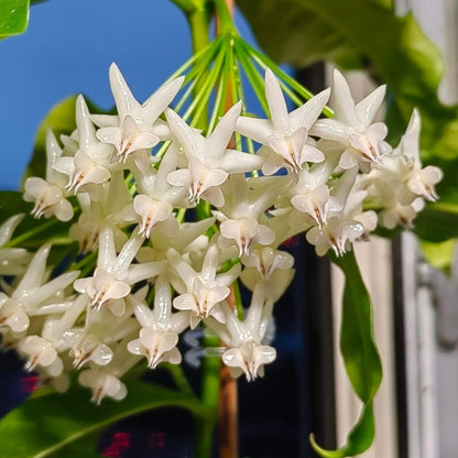 Hoya lockii V.T.Pham & Aver. is a rare Hoya species native to central Vietnam, where it grows as an epiphyte in wet tropical evergreen forests at around 1,000 m elevation. Unlike many climbing Hoyas, Hoya lockii has upright, non-climbing stems reaching about 40–80 cm. It has slightly succulent, leathery elliptic to narrowly obovate leaves with prominent veins. The plant produces umbels of approximately 8–25 flowers, with fleshy, glossy white to opalescent corollas.