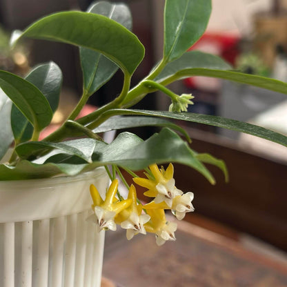Hoya lockii Yellow is a rare cultivated form of Hoya lockii from Vietnam, distinguished by its yellow flowers. The standard Hoya lockii was formally described from Vietnam in 2012 and is known for its upright growth, prominent leaf venation, and white, opalescent flowers with a strong chocolate-like fragrance at night.