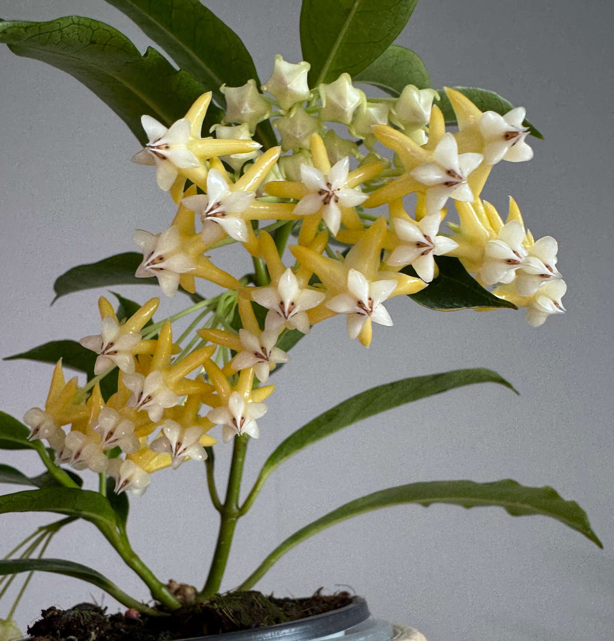 Hoya lockii Yellow is a rare cultivated form of Hoya lockii from Vietnam, distinguished by its yellow flowers. The standard Hoya lockii was formally described from Vietnam in 2012 and is known for its upright growth, prominent leaf venation, and white, opalescent flowers with a strong chocolate-like fragrance at night.