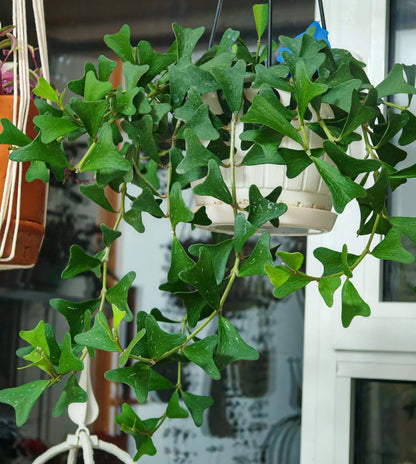 Hoya manipurensis is native to the montane forests of South and Southeast Asia, occurring in Eastern Nepal, southwestern Yunnan in China, Myanmar, and Thailand, where it typically grows as an epiphyte in humid evergreen forest habitats.