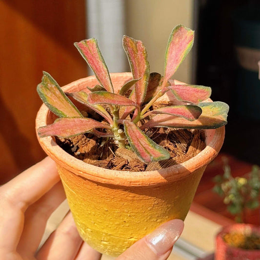 Hoya manipurensis Inner Variegated features triangular or boomerang-shaped leaves whose centers display soft light-green or yellow variegated patterns, contrasted by natural green edges that frame the leaf and highlight the inner variegation.