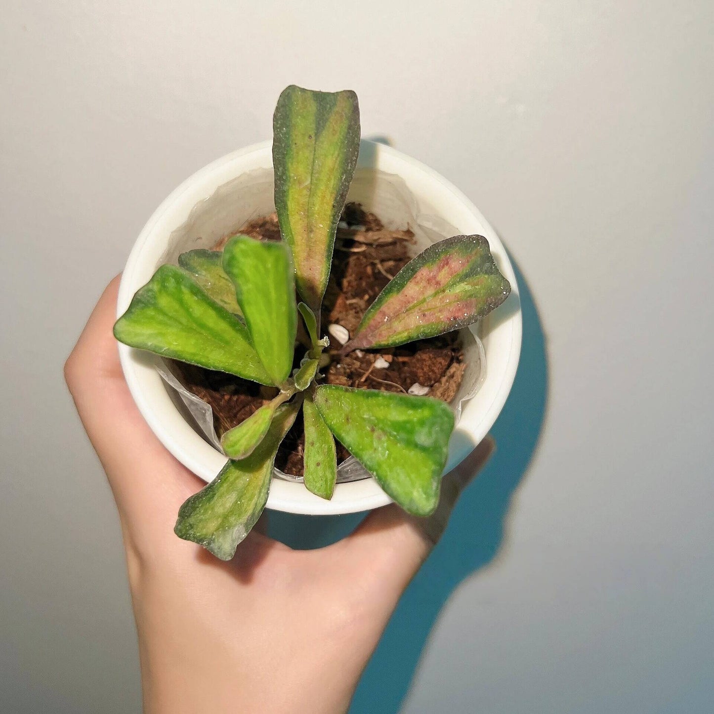 Hoya manipurensis Inner Variegated features triangular or boomerang-shaped leaves whose centers display soft light-green or yellow variegated patterns, contrasted by natural green edges that frame the leaf and highlight the inner variegation.