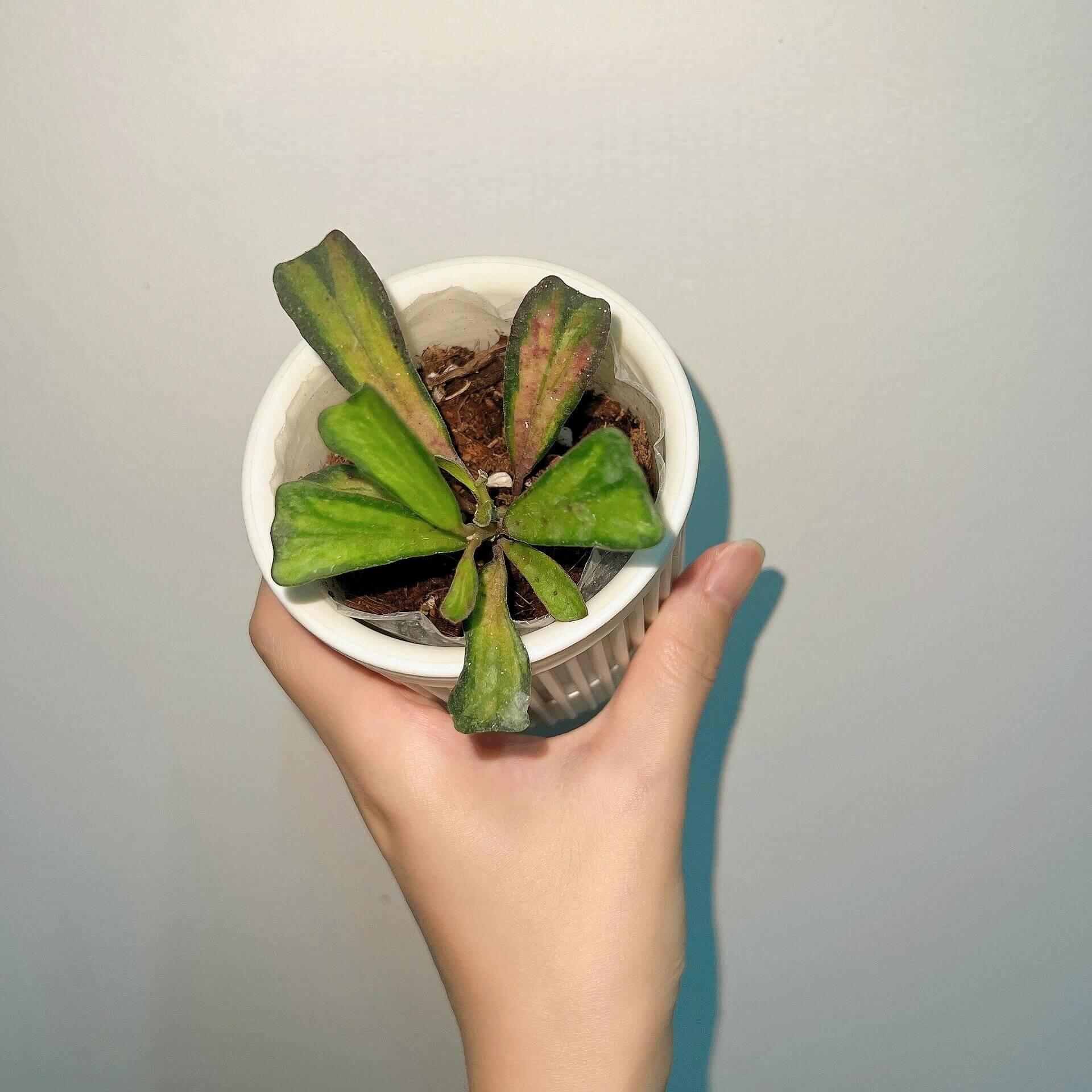 Hoya manipurensis Inner Variegated for Sale – Begin With Plants