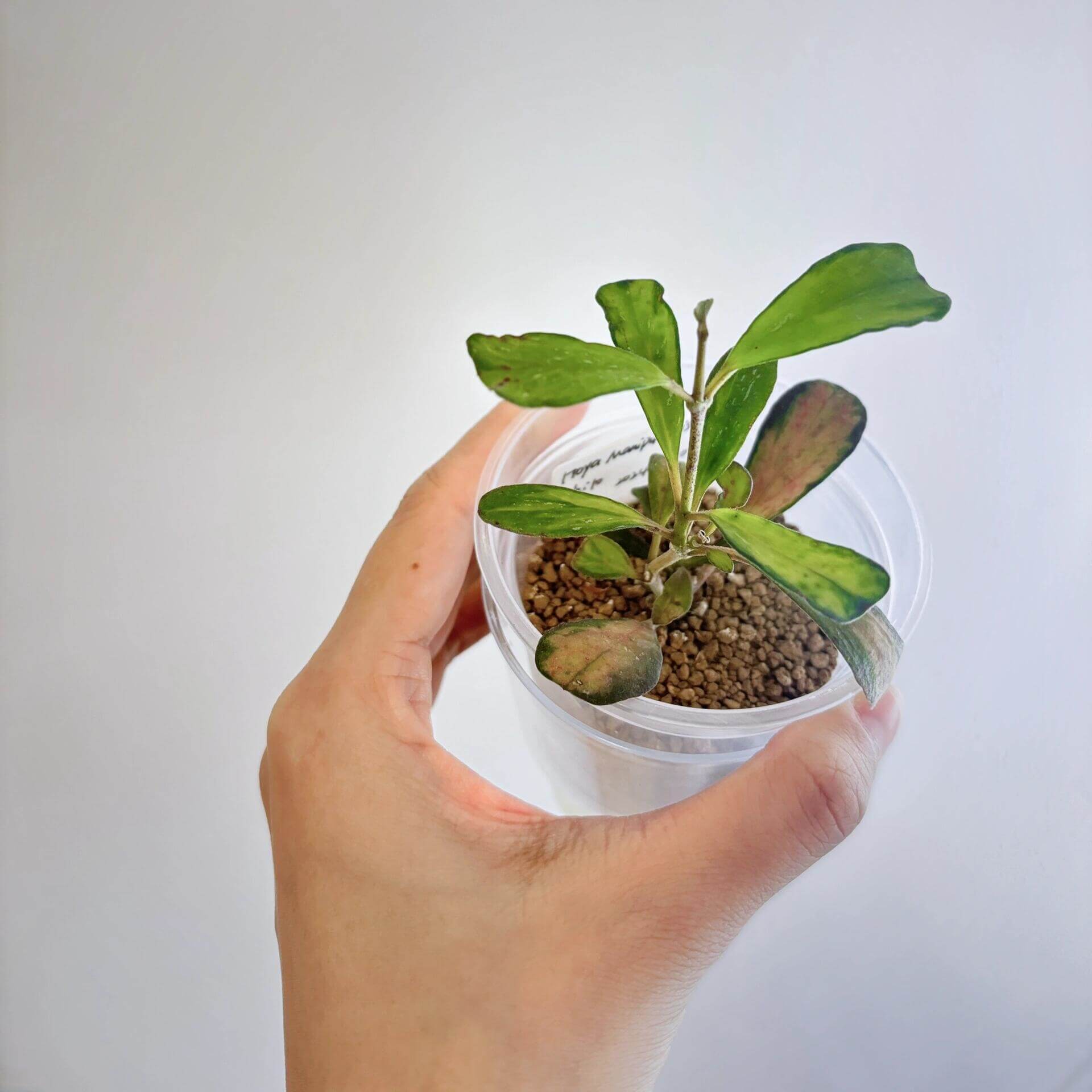 Hoya manipurensis Inner Variegated for Sale – Begin With Plants