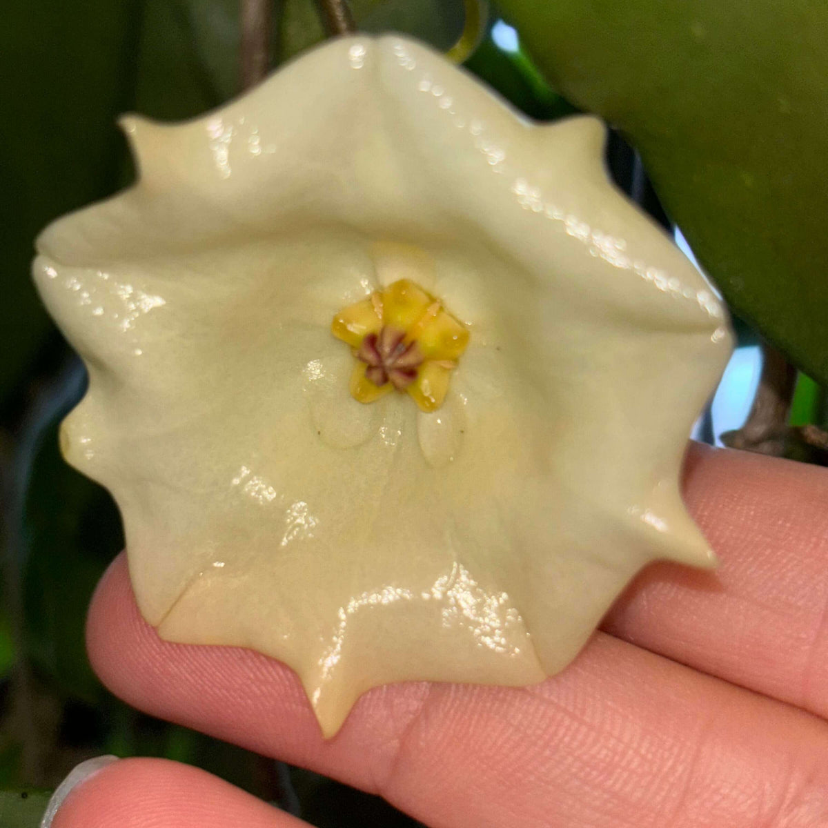 Hoya mappigera is a rare climbing Hoya native to Thailand, Peninsular Malaysia, and Borneo, where it grows primarily in wet tropical habitats. It develops slender, twining stems with attractive, fleshy green leaves and a graceful climbing habit.