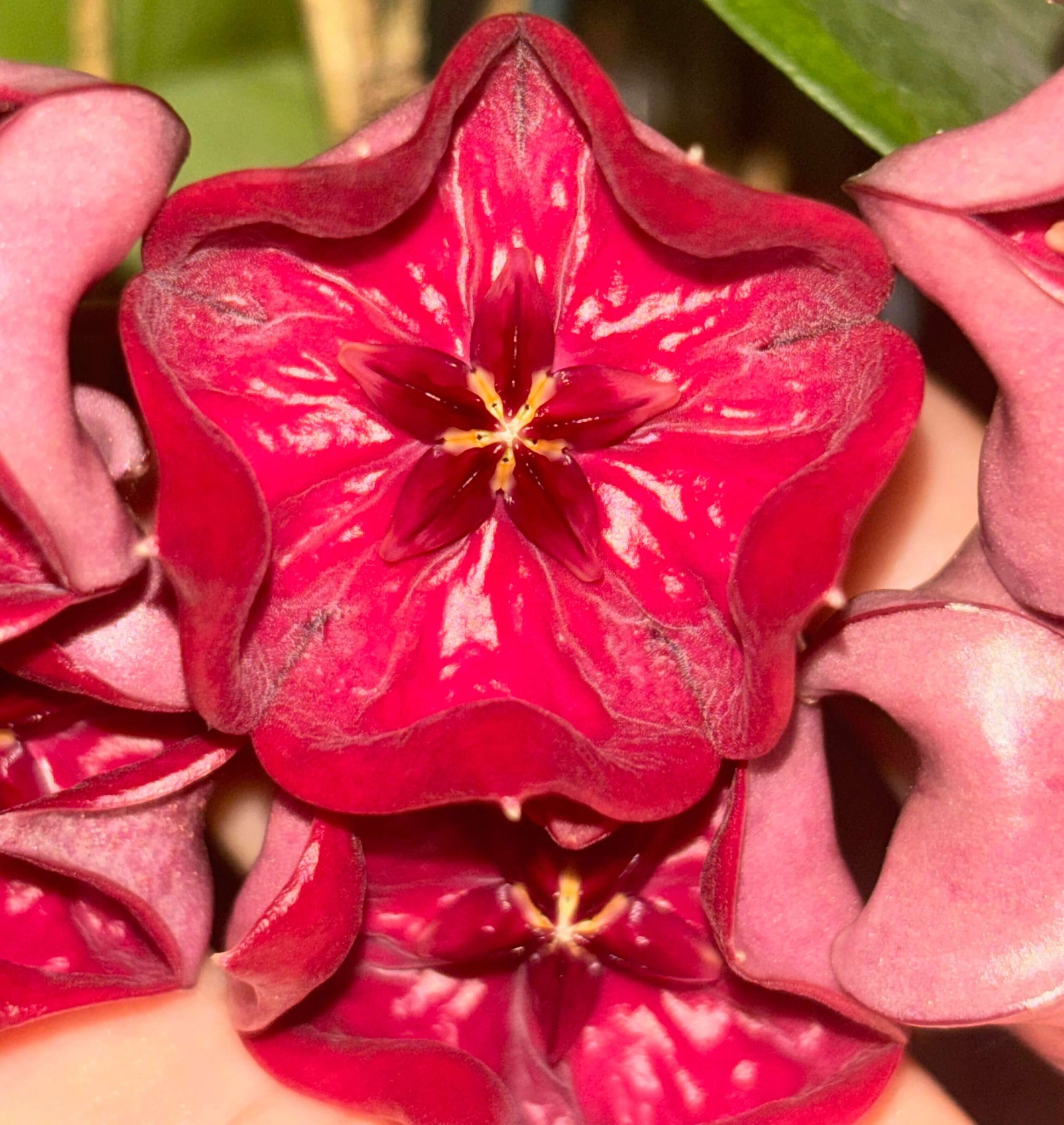 Hoya megalaster is an epiphytic climbing vine native to Papua New Guinea, distinguished by its very showy, large, star-shaped flowers in dense umbels, typically deep purplish-pink to dark red in color.
