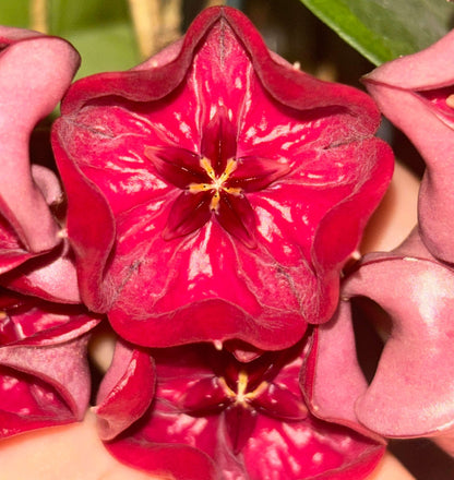 Hoya megalaster is an epiphytic climbing vine native to Papua New Guinea, distinguished by its very showy, large, star-shaped flowers in dense umbels, typically deep purplish-pink to dark red in color.