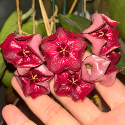 Hoya megalaster is an epiphytic climbing vine native to Papua New Guinea, distinguished by its very showy, large, star-shaped flowers in dense umbels, typically deep purplish-pink to dark red in color.