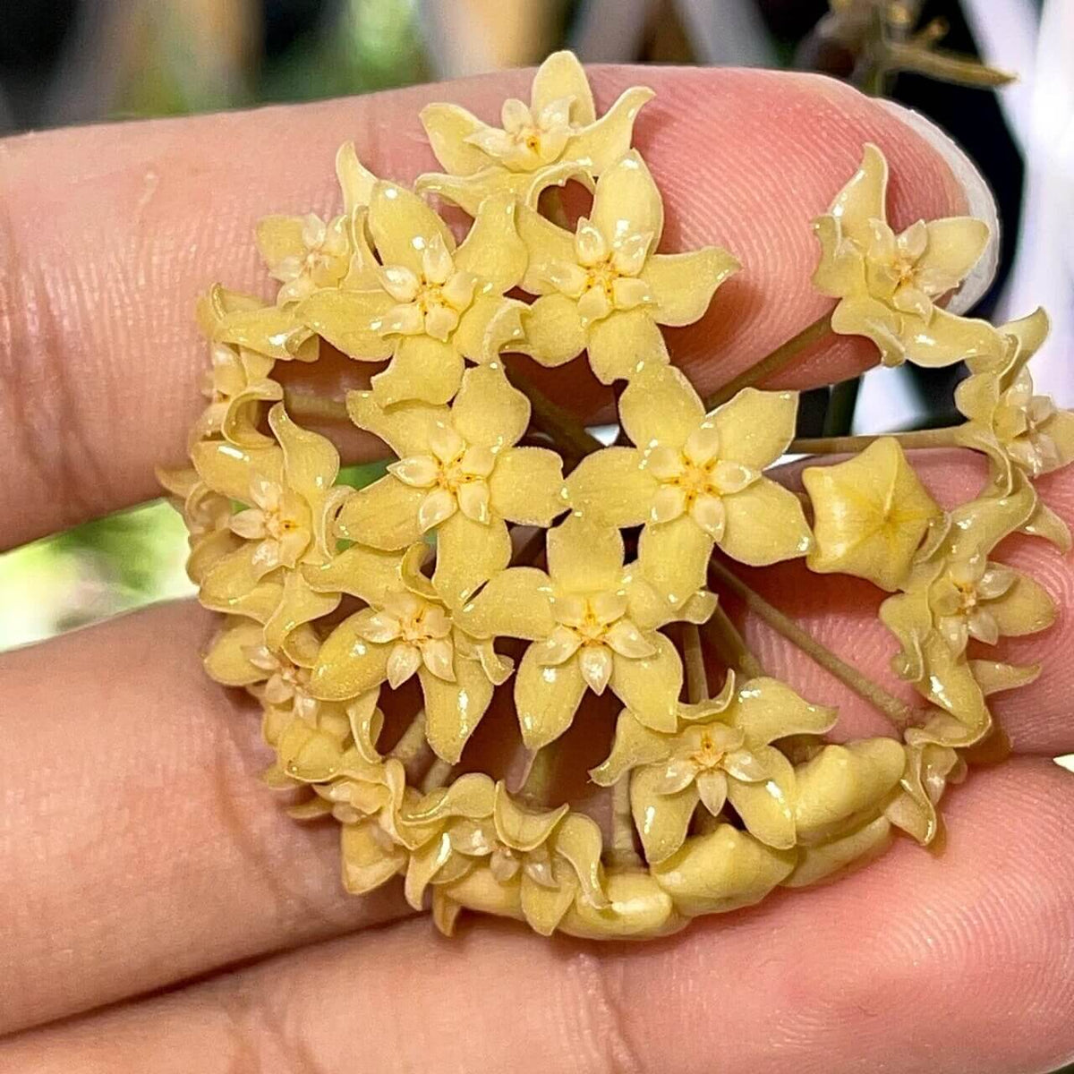 Hoya merrillii is a rare Philippine endemic epiphytic Hoya with a graceful trailing to climbing habit.