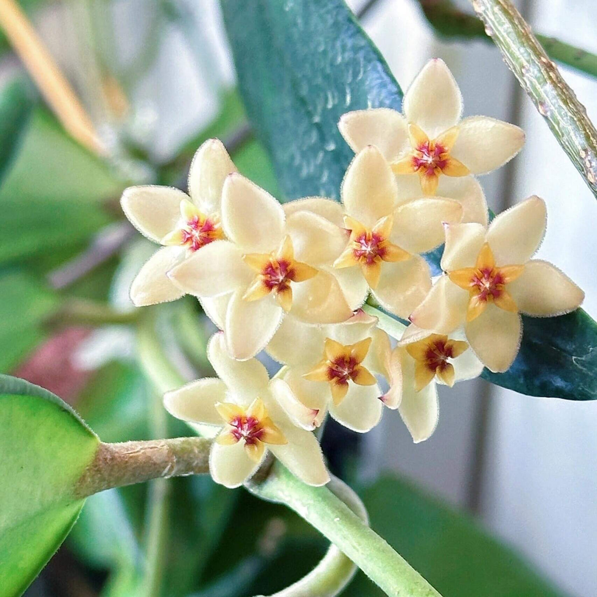 Hoya minahassae is a rare Hoya species endemic to Sulawesi, Indonesia, named after the Minahasa region of northern Sulawesi. It naturally grows as an epiphyte in humid mountain forests, generally at elevations above 800 m, where it has been found growing on moss-covered tree branches.