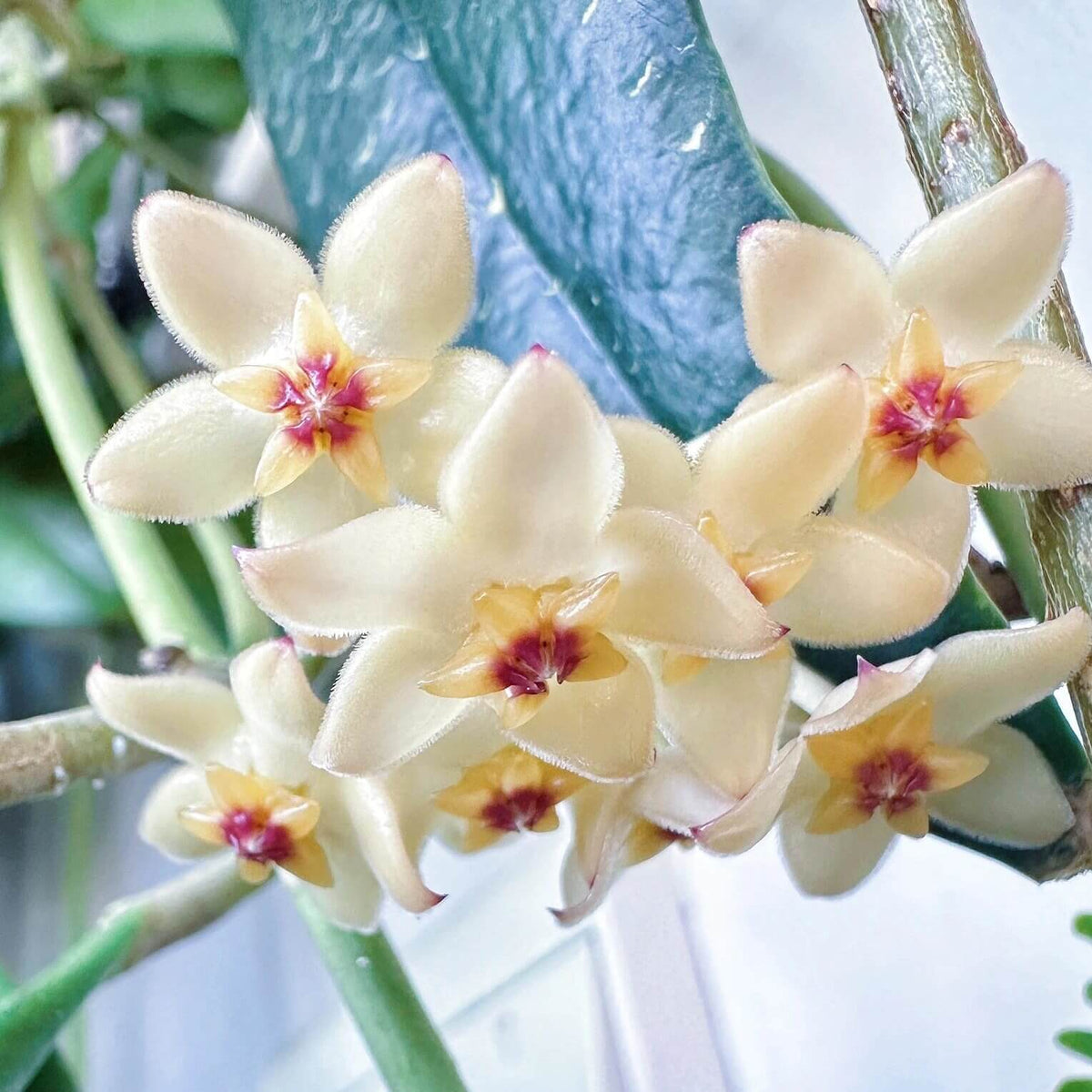 Hoya minahassae is a rare Hoya species endemic to Sulawesi, Indonesia, named after the Minahasa region of northern Sulawesi. It naturally grows as an epiphyte in humid mountain forests, generally at elevations above 800 m, where it has been found growing on moss-covered tree branches.