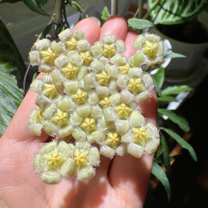 Hoya mirabilis / Hoya somadeeae Small Leaf Splash is a rare and attractive collector Hoya valued for its compact foliage and attractive silver-splashed leaves. The small, elongated leaves develop irregular silver to silvery-green flecking across the surface, creating an appealing contrast with the deep green background.
