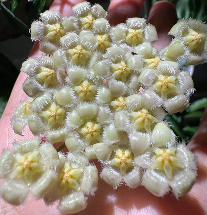 Hoya mirabilis / Hoya somadeeae Small Leaf Splash is a rare and attractive collector Hoya valued for its compact foliage and attractive silver-splashed leaves. The small, elongated leaves develop irregular silver to silvery-green flecking across the surface, creating an appealing contrast with the deep green background.
