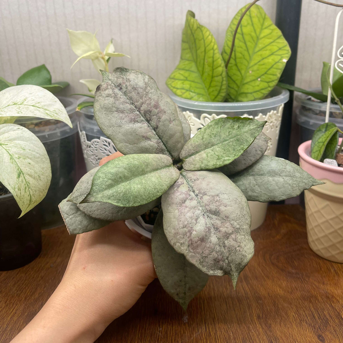 Hoya mitrata 'Silver' is a rare and highly sought-after collector form valued primarily for its striking silvery foliage. The thick, leathery leaves develop a beautiful silver-green surface, often contrasted by darker green veins and margins, creating a dramatic textured appearance.