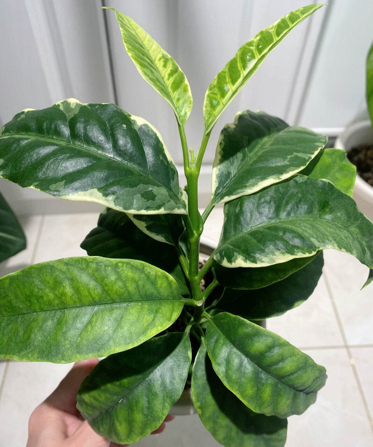 Hoya multiflora ‘Albomarginata’ is a rare variegated form of the popular “Shooting Star Hoya,” valued for its creamy-white to pale yellow leaf margins contrasting with the green center. The leaves are elongated and slightly glossy, while the plant maintains the characteristic upright, bushy growth habit of Hoya multiflora. It is especially attractive when grown as a specimen plant because of the combination of ornamental foliage and its unusual shooting-star flowers.