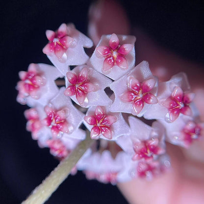 Hoya obovata is a charming and relatively easy-care epiphytic vine native to South and Southeast Asia. It is noted for its thick, round to oval green leaves that sometimes display faint silver speckles, adding a subtle decorative touch. The plant grows as a trailing or climbing vine, making it ideal for hanging baskets, high shelves, or trellises.