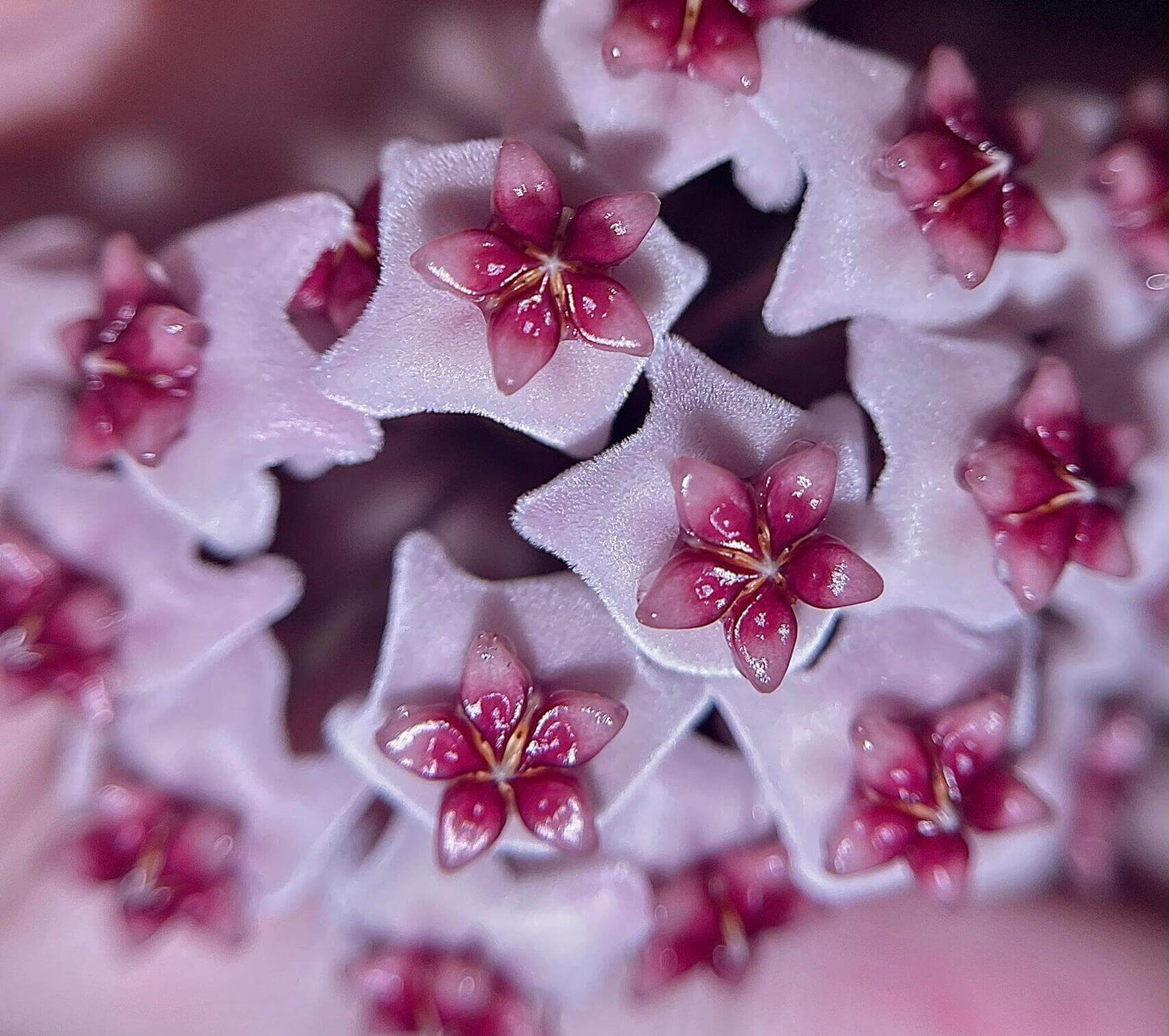 Hoya obovata is a charming and relatively easy-care epiphytic vine native to South and Southeast Asia. It is noted for its thick, round to oval green leaves that sometimes display faint silver speckles, adding a subtle decorative touch. The plant grows as a trailing or climbing vine, making it ideal for hanging baskets, high shelves, or trellises.