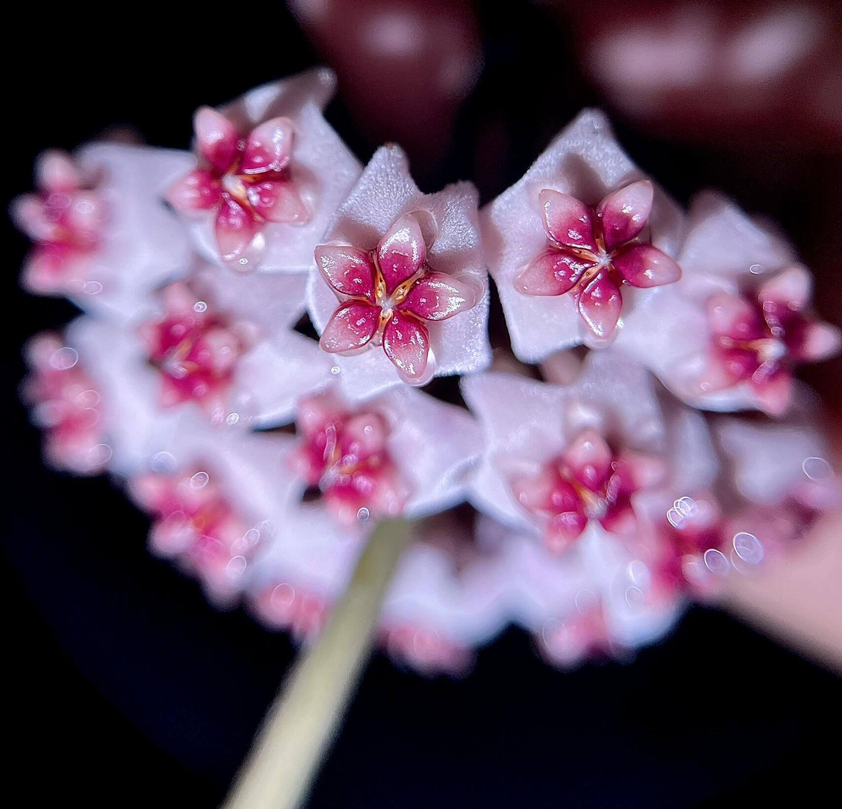 Hoya obovata is a charming and relatively easy-care epiphytic vine native to South and Southeast Asia. It is noted for its thick, round to oval green leaves that sometimes display faint silver speckles, adding a subtle decorative touch. The plant grows as a trailing or climbing vine, making it ideal for hanging baskets, high shelves, or trellises.