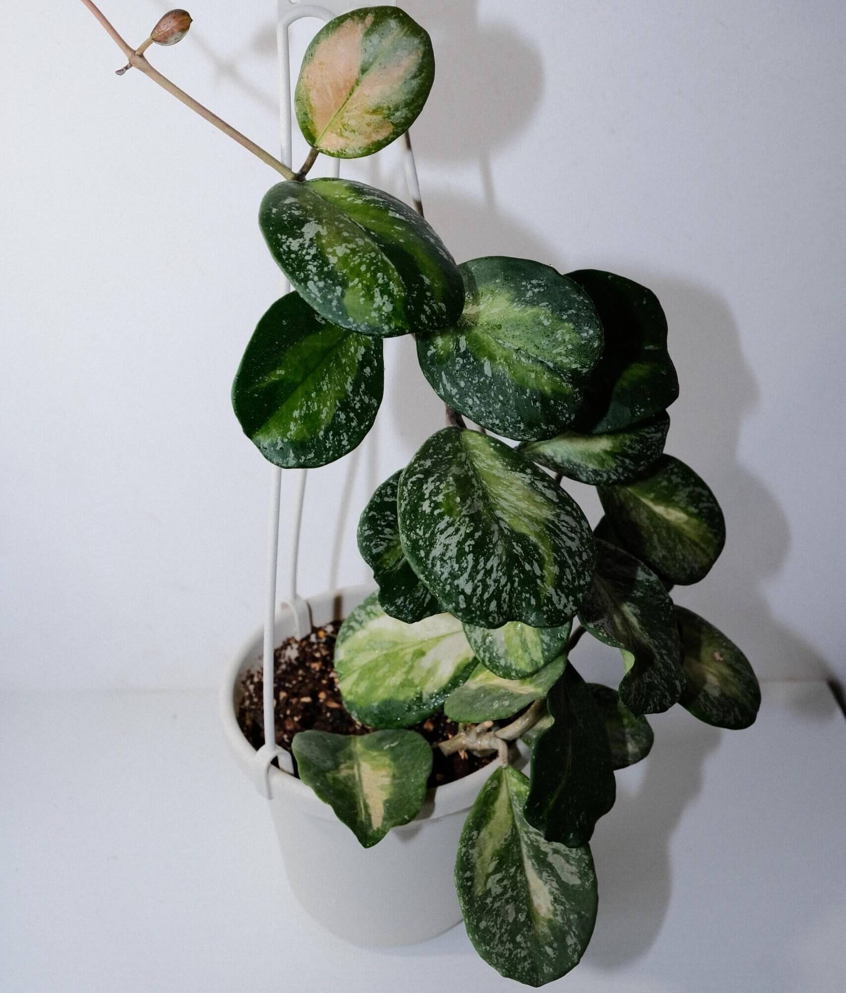 Hoya obovata Inner Variegated Splash is a rare and highly decorative variant of Hoya obovata, featuring its signature thick, round to oval leaves enhanced by a striking inner variegation of creamy-yellow to lime hues surrounded by deep green edges, complemented by splash-style silver-white flecks across the leaf surface.