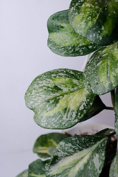 Hoya obovata Inner Variegated Splash is a rare and highly decorative variant of Hoya obovata, featuring its signature thick, round to oval leaves enhanced by a striking inner variegation of creamy-yellow to lime hues surrounded by deep green edges, complemented by splash-style silver-white flecks across the leaf surface.