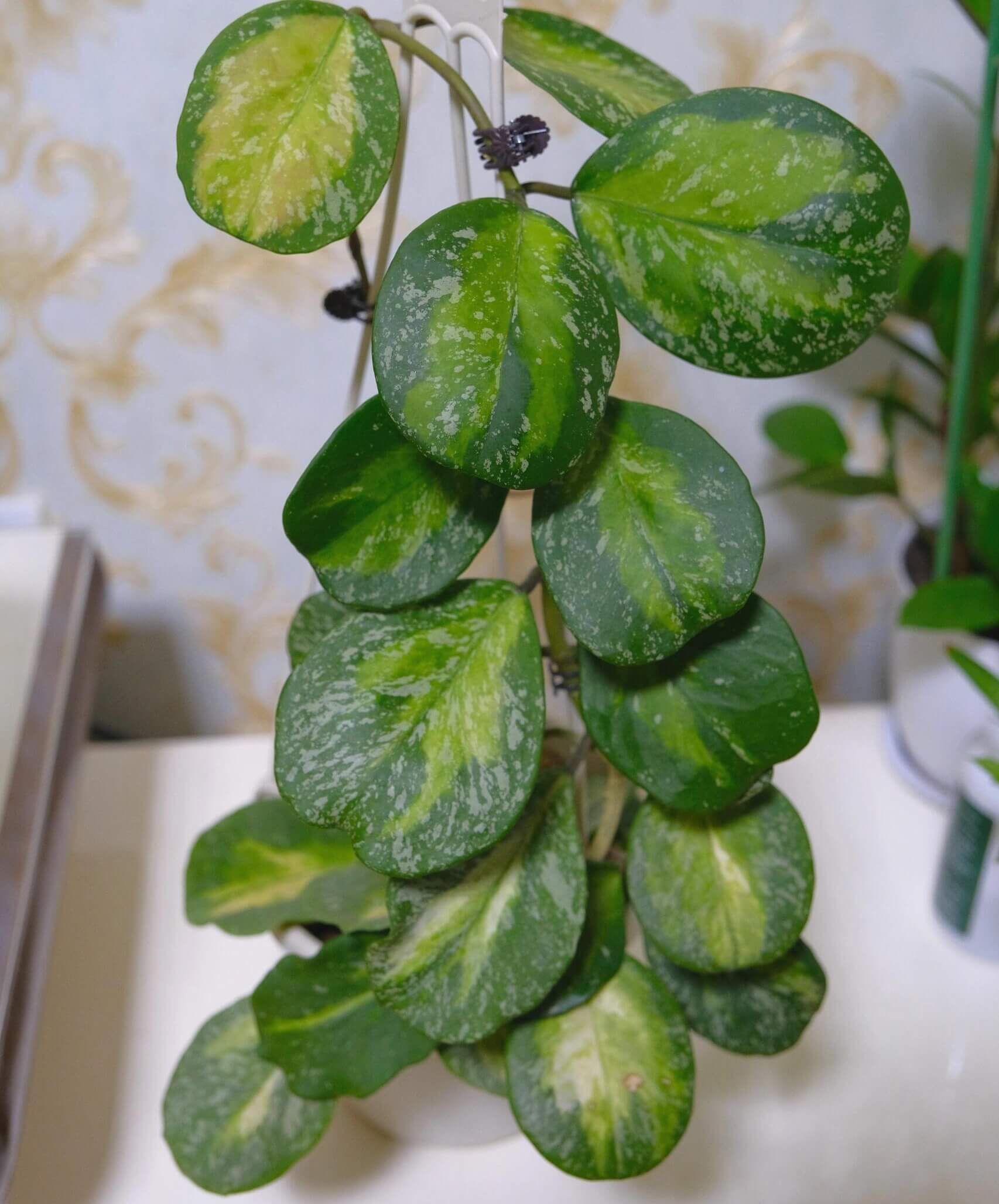 Hoya obovata Inner Variegated Splash is a rare and highly decorative variant of Hoya obovata, featuring its signature thick, round to oval leaves enhanced by a striking inner variegation of creamy-yellow to lime hues surrounded by deep green edges, complemented by splash-style silver-white flecks across the leaf surface.