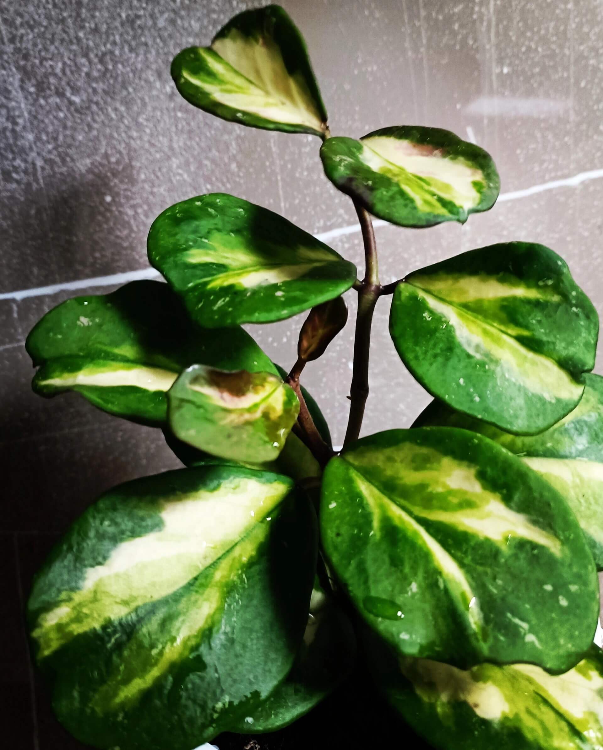 Hoya obovata Inner Variegated is a rare and collectible form of the species, distinguished by its thick, round to oval leaves featuring a central patch of creamy-yellow to lime variegation bordered by deep green margins. This variant retains the trailing or climbing vine habit of standard H. obovata, making it suitable for hanging baskets or shelf displays.