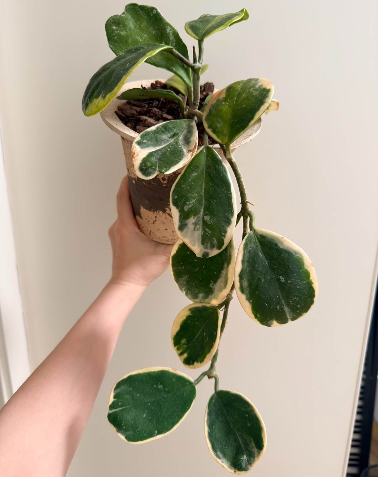 Hoya obovata Outer Variegated Albomarginata features the species’ thick, rounded to oval succulent‑leaves, but these are spectacularly framed by creamy‑white or pale yellow margins—hence the “outer variegated” or “albomarginata” designation. The plant maintains the trailing or climbing vine habit typical of Hoya obovata, making it a great choice for hanging baskets or shelves where its variegated foliage can be displayed.