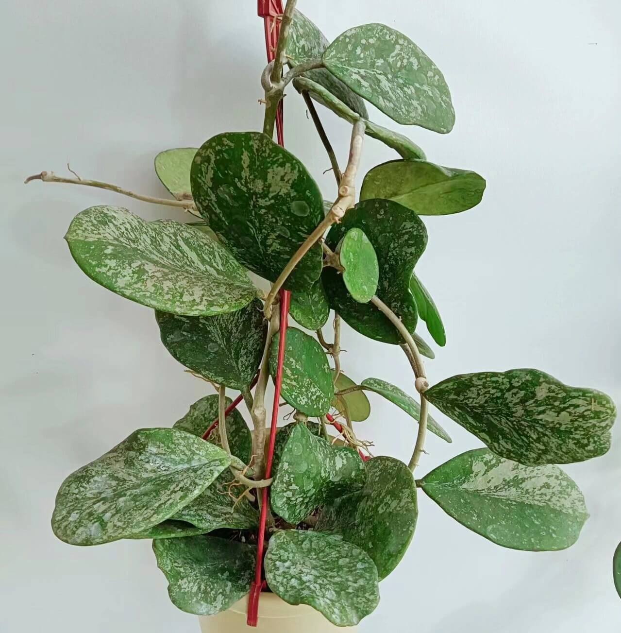 Hoya obovata ‘Splash’ is a striking tropical houseplant admired for its thick, round green leaves decorated with natural silvery speckles — a “splash” effect that gives the foliage a soft, shimmering look. Native to Southeast Asia, this vining epiphyte is easy to care for and makes an excellent trailing or hanging plant indoors.