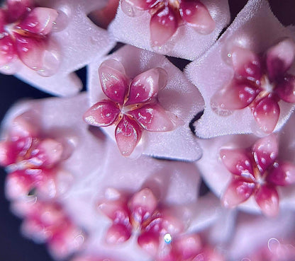 Hoya obovata is a charming and relatively easy-care epiphytic vine native to South and Southeast Asia. It is noted for its thick, round to oval green leaves that sometimes display faint silver speckles, adding a subtle decorative touch. The plant grows as a trailing or climbing vine, making it ideal for hanging baskets, high shelves, or trellises.
