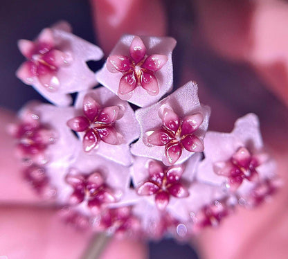 Hoya obovata is a charming and relatively easy-care epiphytic vine native to South and Southeast Asia. It is noted for its thick, round to oval green leaves that sometimes display faint silver speckles, adding a subtle decorative touch. The plant grows as a trailing or climbing vine, making it ideal for hanging baskets, high shelves, or trellises.