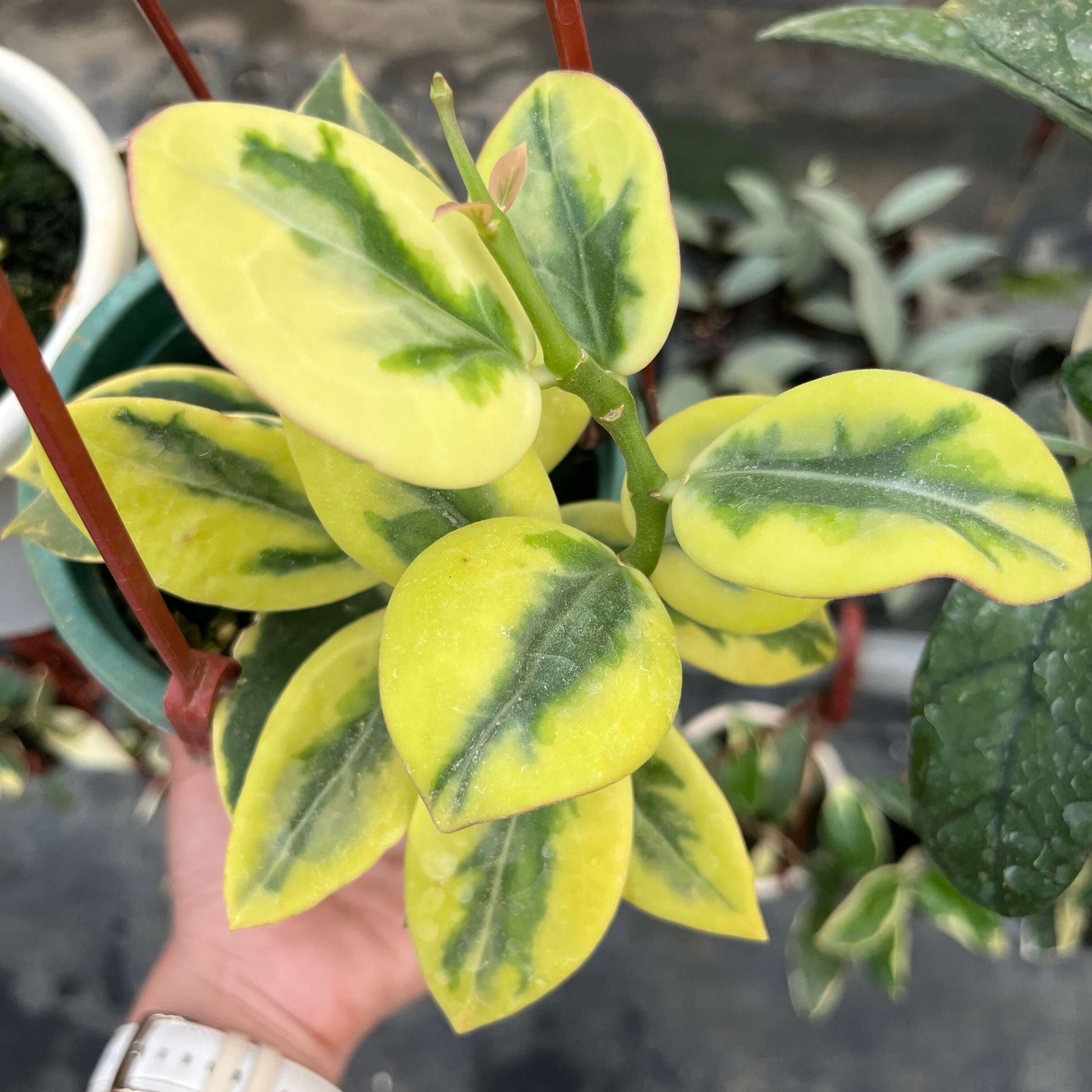 Hoya para ‘Emerald Frost’ is a rare and highly ornamental Hoya distinguished by its thick, round-to-oval leaves that show dramatic outer variegation. Most of each leaf is covered in bright yellow to creamy-white tones, while the center retains a contrasting band of deep emerald green, giving the foliage a bold, high-contrast appearance. The variegated portion often occupies more than half of the leaf surface, creating a vivid “frosted” or glowing effect.