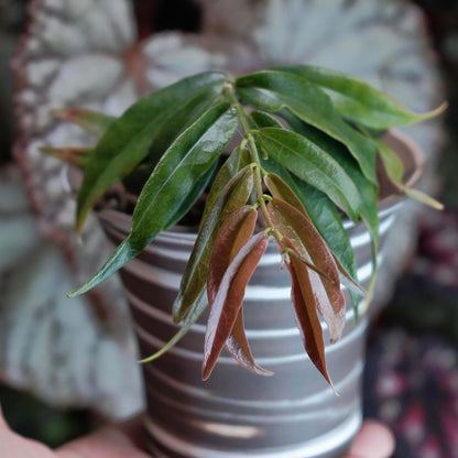 Hoya paradisea IM04 is native to the lowland rainforests of Papua New Guinea and the Central Papua province of Indonesia. It is a climbing or trailing plant that naturally thrives in lowland primary riverine forests and adapts well to hanging baskets or supports as a houseplant. The plant produces long, slender vines with green, lance-shaped leaves. Its fragrant flowers are white with a yellow corona and a reddish tint at the base of the petals, sometimes displaying a soft pink hue.