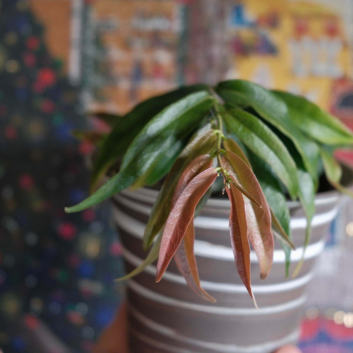 Hoya paradisea IM04 is native to the lowland rainforests of Papua New Guinea and the Central Papua province of Indonesia. It is a climbing or trailing plant that naturally thrives in lowland primary riverine forests and adapts well to hanging baskets or supports as a houseplant. The plant produces long, slender vines with green, lance-shaped leaves. Its fragrant flowers are white with a yellow corona and a reddish tint at the base of the petals, sometimes displaying a soft pink hue.