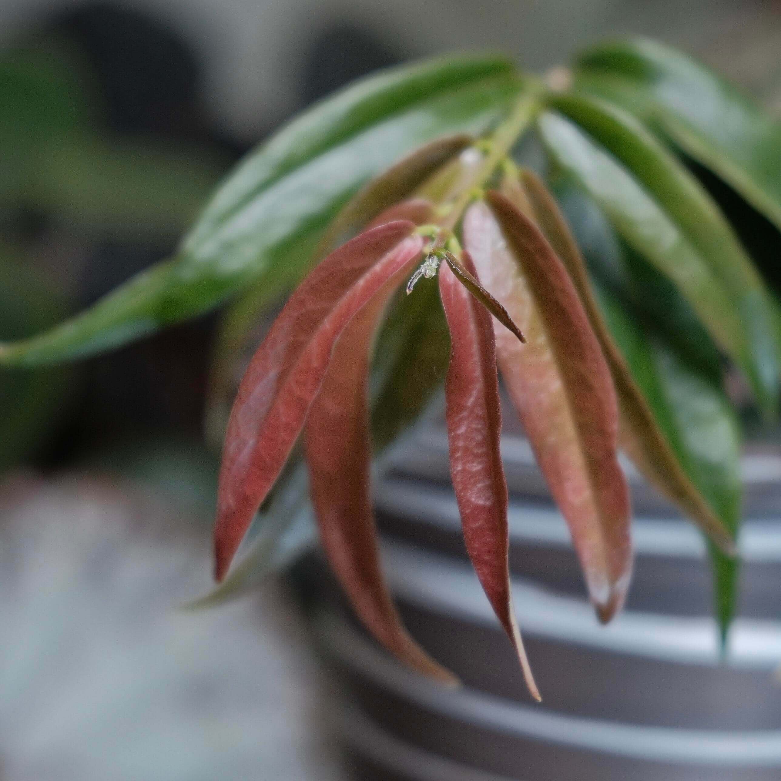 Hoya paradisea IM04 for Sale – Begin With Plants