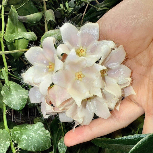 Hoya paradisea IM04 is native to the lowland rainforests of Papua New Guinea and the Central Papua province of Indonesia. It is a climbing or trailing plant that naturally thrives in lowland primary riverine forests and adapts well to hanging baskets or supports as a houseplant. The plant produces long, slender vines with green, lance-shaped leaves. Its fragrant flowers are white with a yellow corona and a reddish tint at the base of the petals, sometimes displaying a soft pink hue.