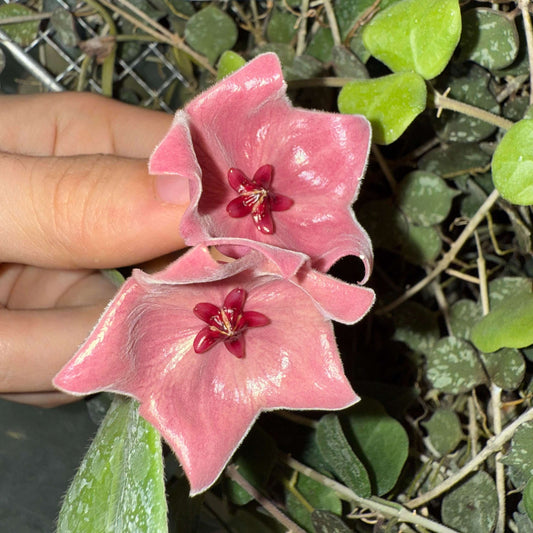 Hoya patella 'Pink' is a rare and highly distinctive Hoya from Papua New Guinea, prized for its unusual fuzzy foliage and beautiful pink, cup-shaped flowers. The leaves are thick and softly pubescent, often emerging with attractive reddish or rusty tones before maturing to deep green. Unlike the typical rounded Hoya flower clusters, H. patella can produce relatively few flowers at a time, with its broad, dish- or cup-shaped blooms appearing along the peduncles.